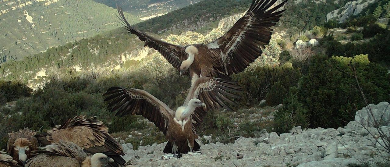 El voltor lleonat aconsegueix la xifra de 645 parelles en la Comunitat Valenciana