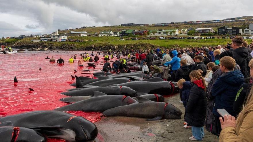 Tradición sangrienta: 700 delfines descuartizados en solo tr