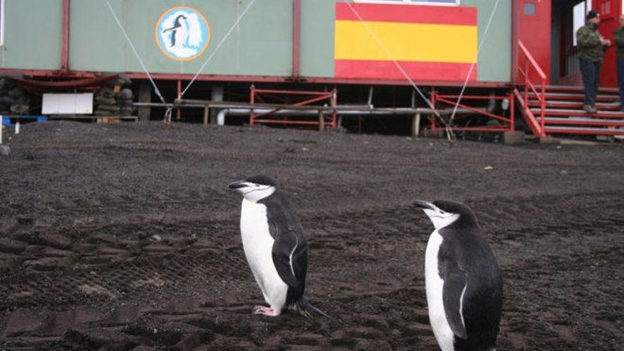 Más de 60.000 personas han apadrinado un pingüino