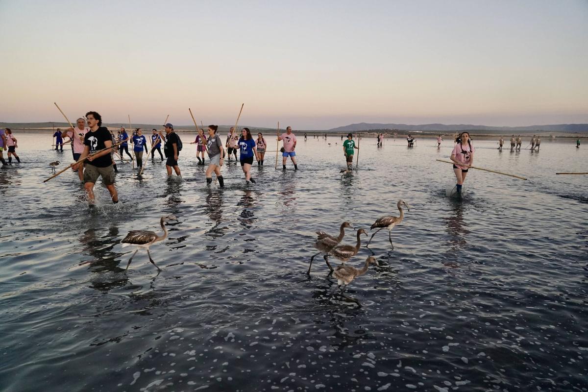 Mas de 400 voluntarios asisten al anillamiento de pollos de flamencos en la Laguna de Fuente de Piedra