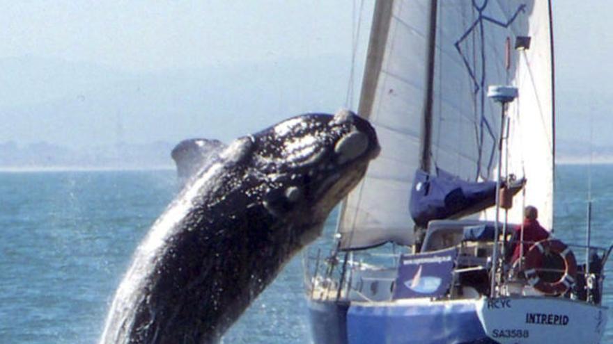 Imagen de la ballena momentos antes de caer sobre el Yate Intrepid