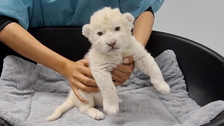 Nacen dos leones blancos en Venezuela