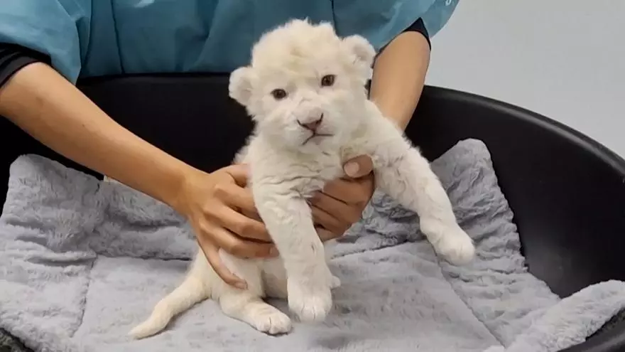 Nacen dos leones blancos en Venezuela
