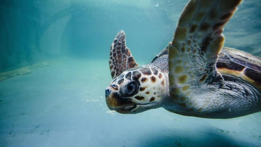 Una tortuga &quot;Boba&quot; de la especie Careta careta, en el acuario del Aula del Mar, que acoge al Centro de Recuperación de Especies Marinas Amenazadas.