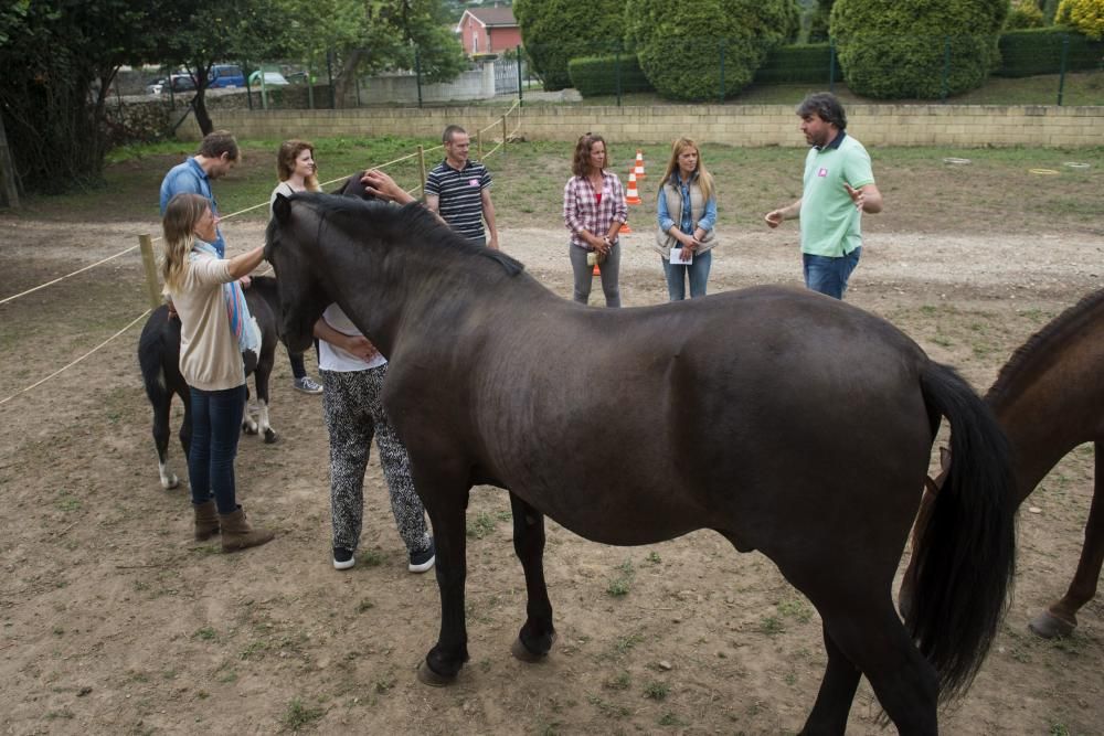 'Coaching' con caballos para empresarios
