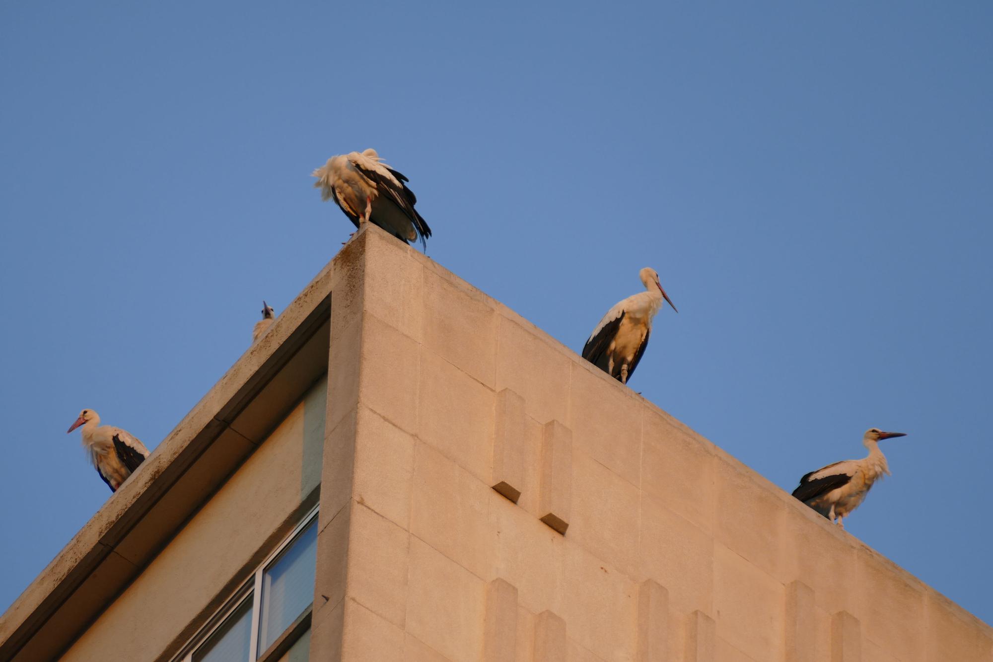 Dsenes de cigonyes fan parada a Figueres