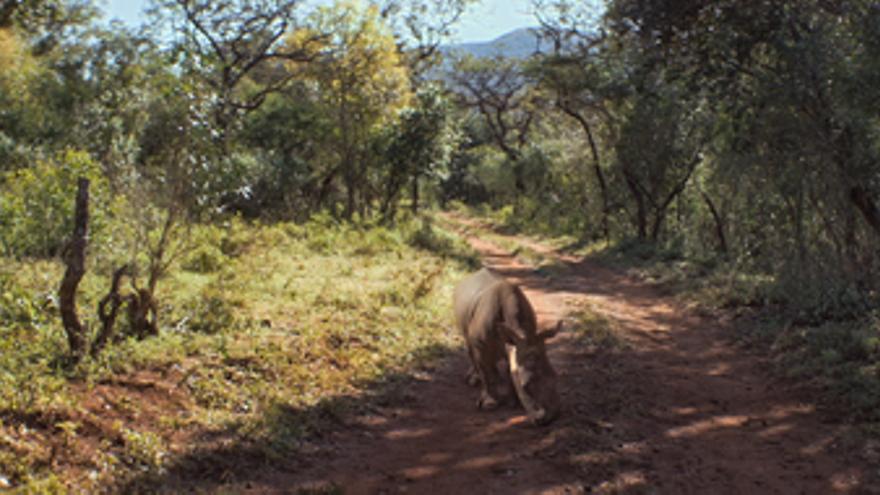 Thabo i el cas del rinoceront