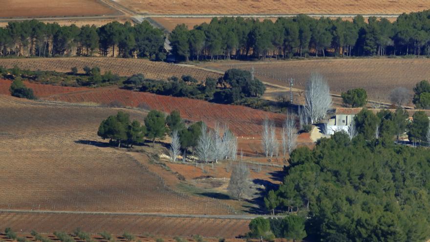 Vinya Alforí: un paseo por el Peller que resume dos siglos de historia del vino valenciano