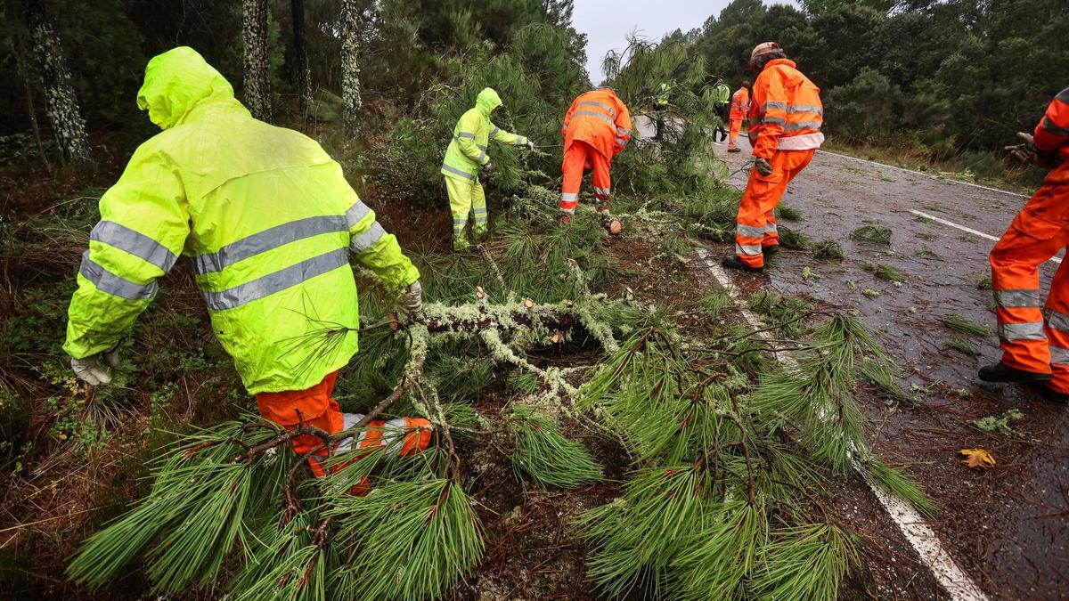Operarios del servicio de mantenimiento de carreteras retiran varios arboles caídos en la carretera que une Fuenteguinaldo con Navasfrías