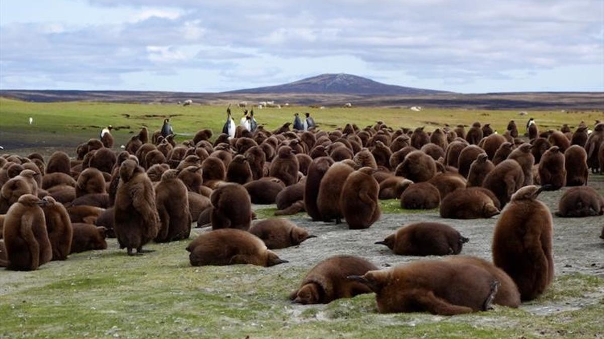 Ejemplares de pingüino en la reserva Volunter Green
