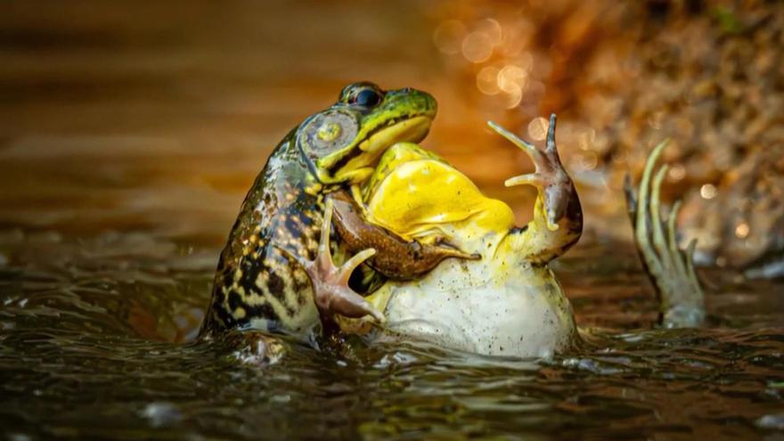 La revista 'Nature' selecciona las imágenes más bonitas de la ciencia en 2025