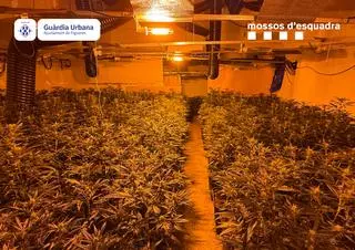 Els enxampen descarregant testos i bosses d'un cotxe a Figueres i destapen un cultiu de més de 1.800 plantes de marihuana