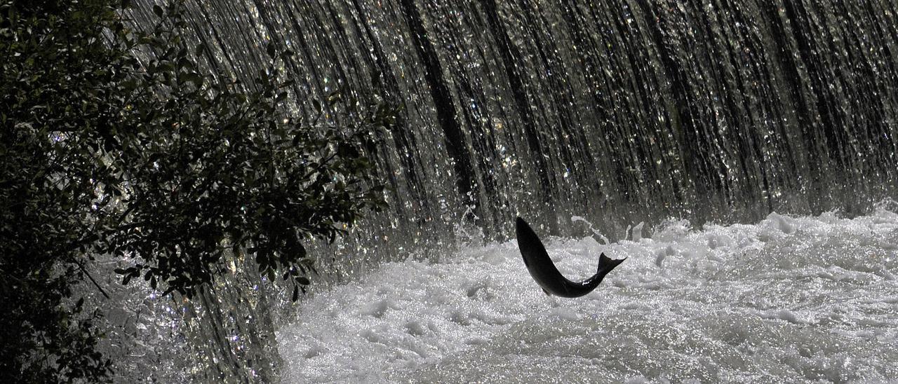 Un salmón intentar salvar una barrera fluvial en el coto de Ximonde (A Estrada). // Bernabé/Javier LalínSALMON RIO ULLA COTO DE XIMONDE A ESTRADA