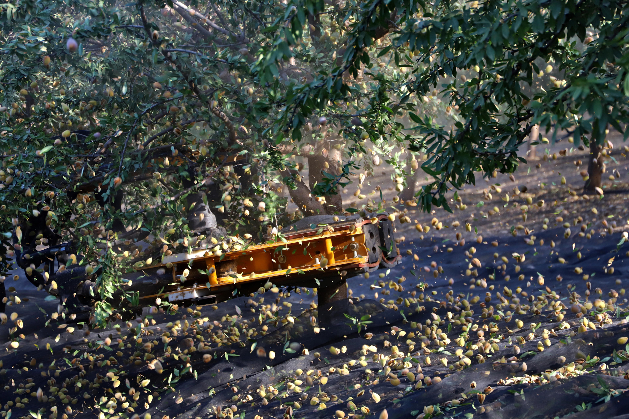 Comienza la recogida de la almendra en Córdoba