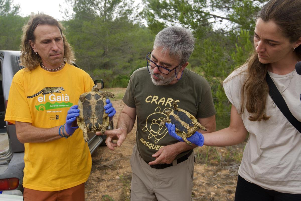 Voluntarios liberan ejemplares de tortuga mediterránea en la cuenca del río Gaià