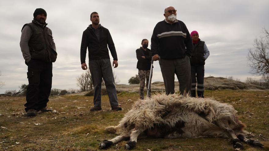 Los ganaderos ante el problema del lobo en Sayago: &quot;Nunca lo habíamos pasado tan mal&quot;