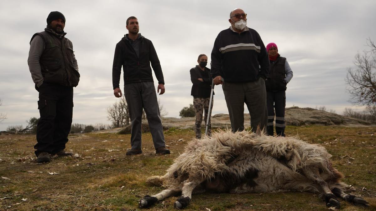 Ganaderos de Villamor de la Ladre junto a una oveja muerta