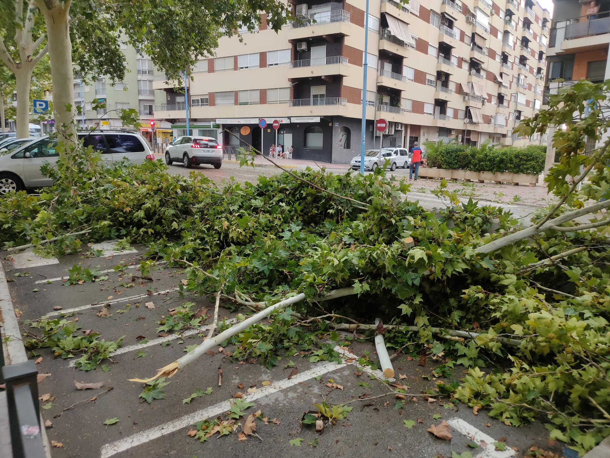 Ramas caídas y árboles arrancados en Xàtiva tras la tormenta del fin de semana