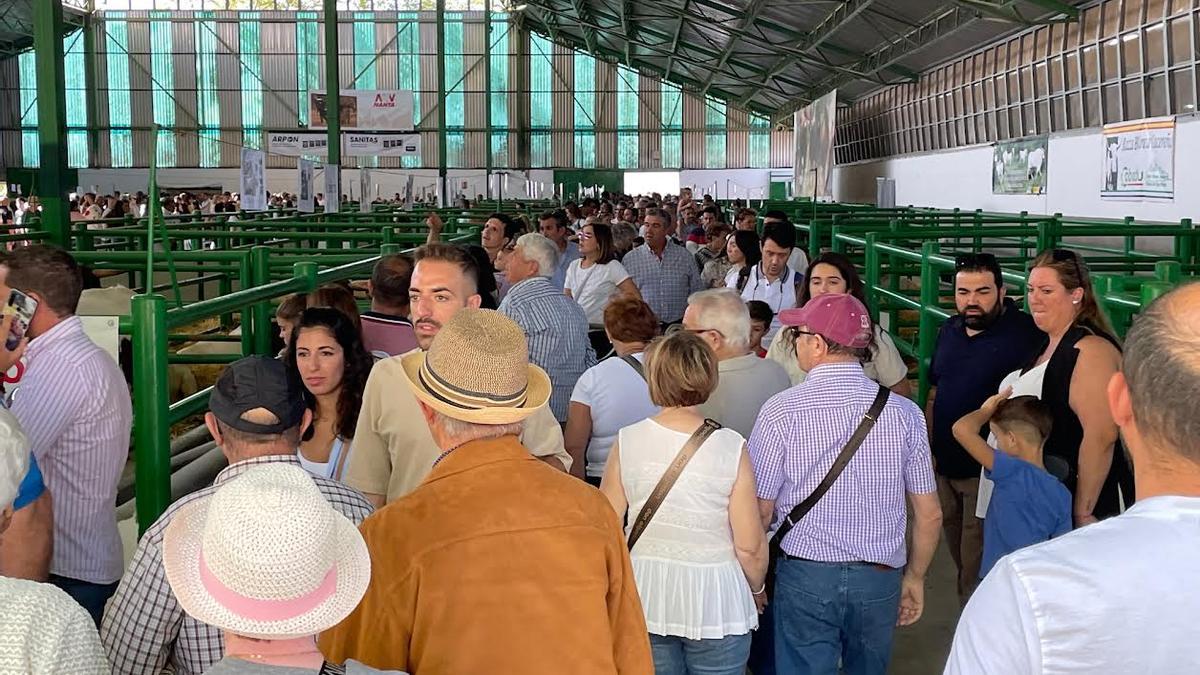 El público llena las naves de ovino en la Feria Internacional Ganadera de Zafra.