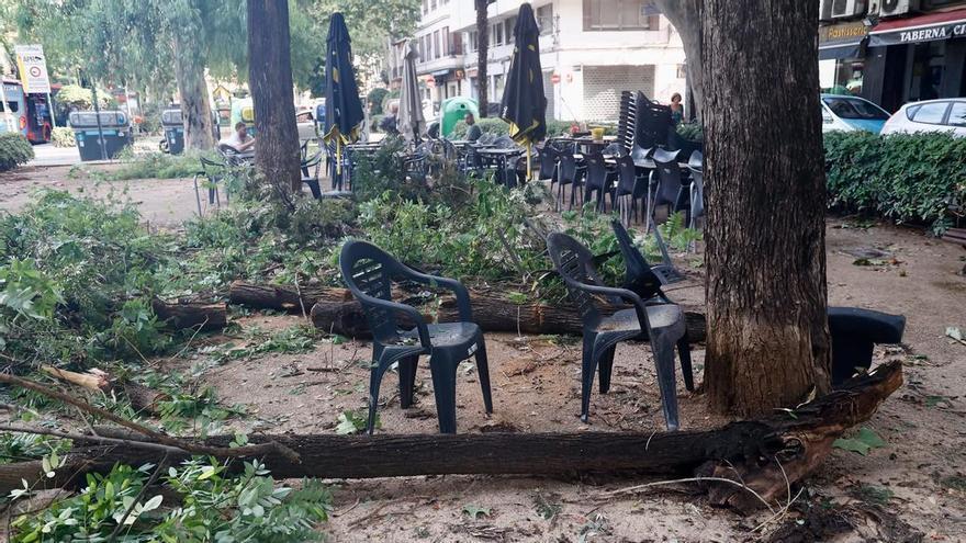 Los numerosos árboles que han caído en València por el temporal