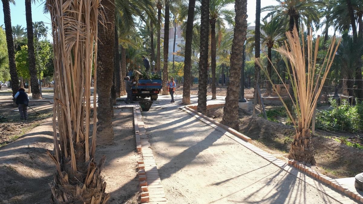 ELCHE. PALMERAS SECAS EN EL HUERTO DE LA CUERNA DE ALTABIX