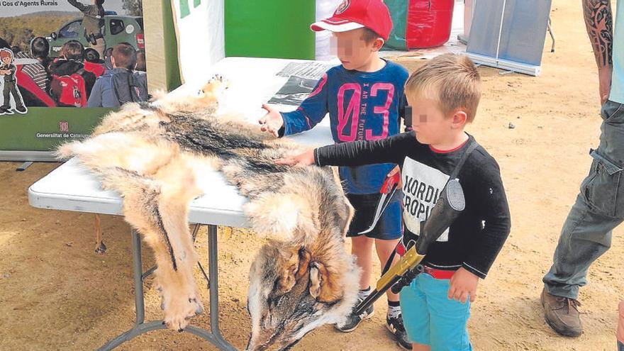 Ecologistes critiquen que  els Rurals mostressin la pell del llop atropellat a Mont-ras