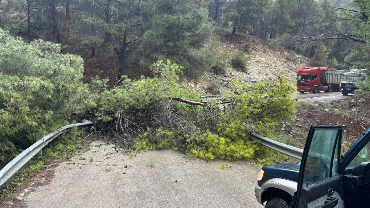 Árboles caídos en la carretera, en el tramo de bajada desde el puerto Martínez de Casarabonela