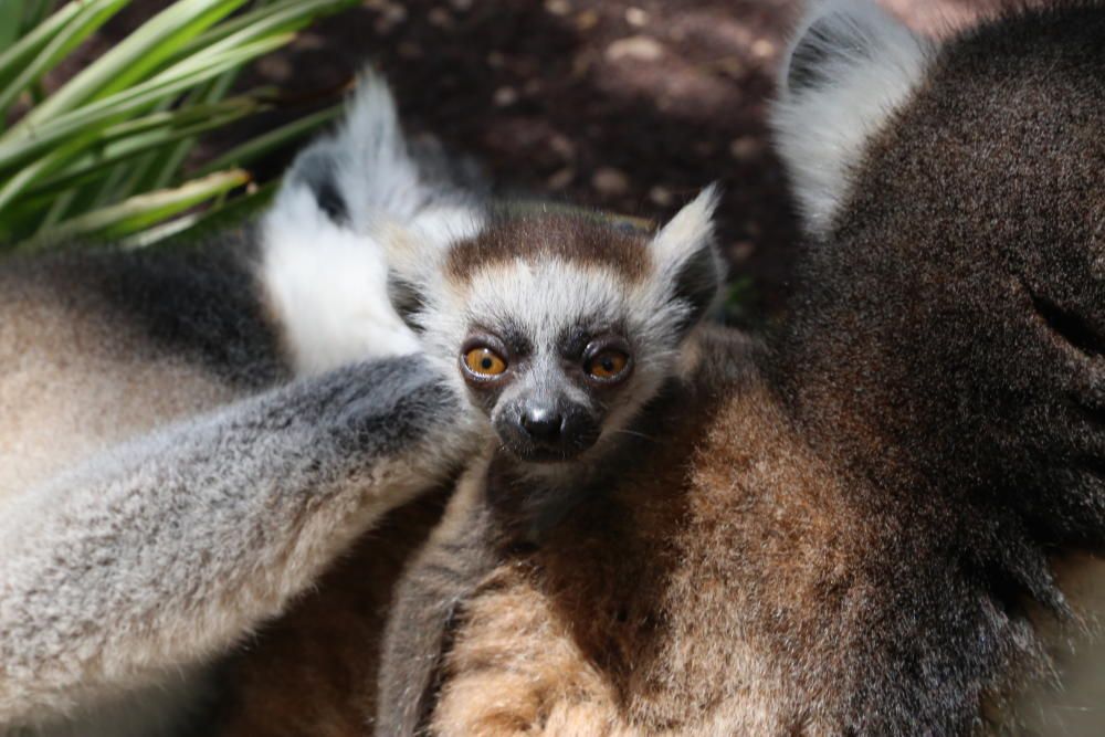 Nacen cuatro nuevo primates en el Oasis Park Fuerteventura