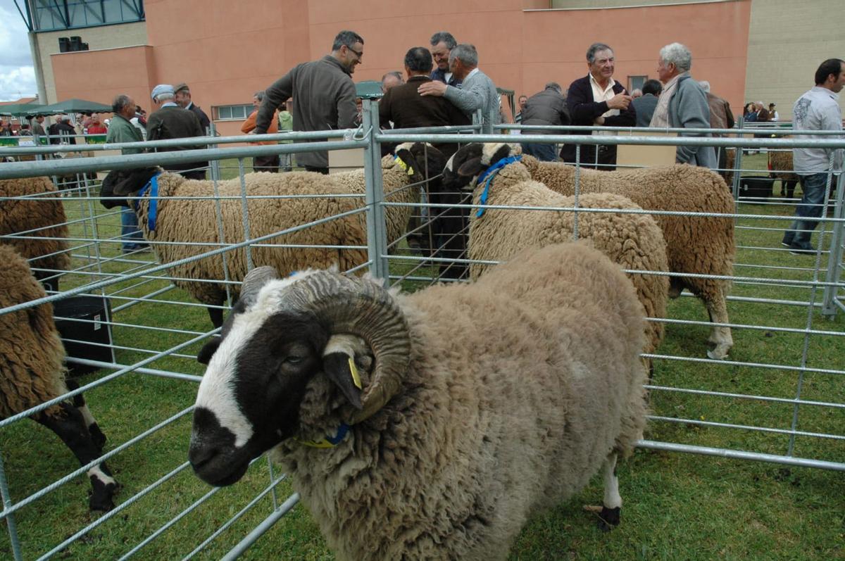 Exposición de ejemplares de la raza ovina Castellana.