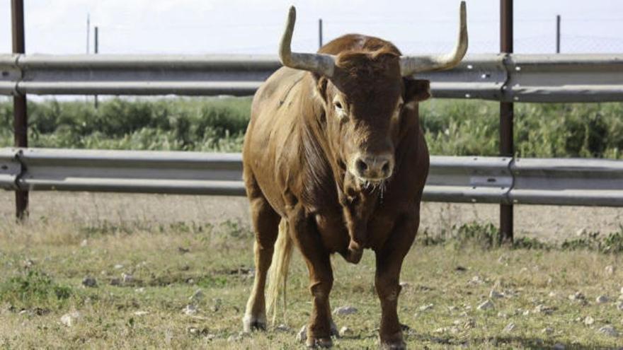 Razonador, Toro Enmaromado de Benavente 2017