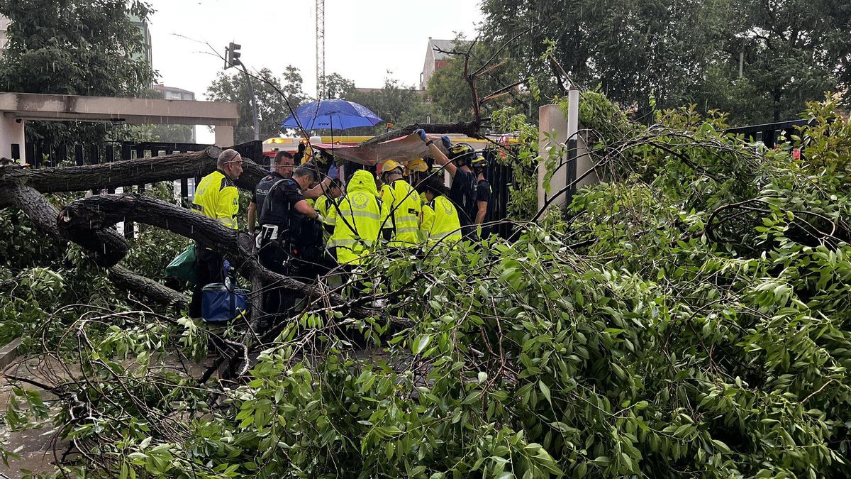 Herida grave una mujer tras caerle encima un árbol en Madrid