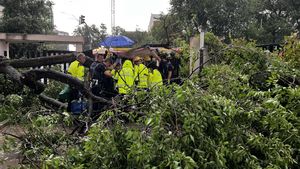 Herida grave una mujer tras caerle encima un árbol en Madrid