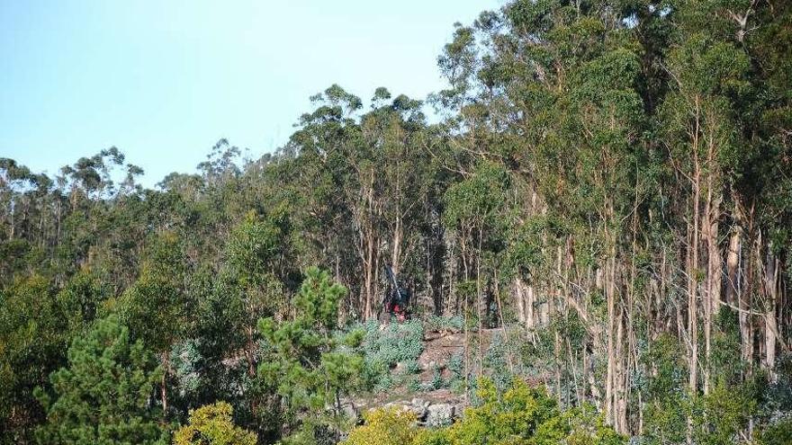 La materia prima es de madera procedente de especies que se cultivan en plantaciones locales.