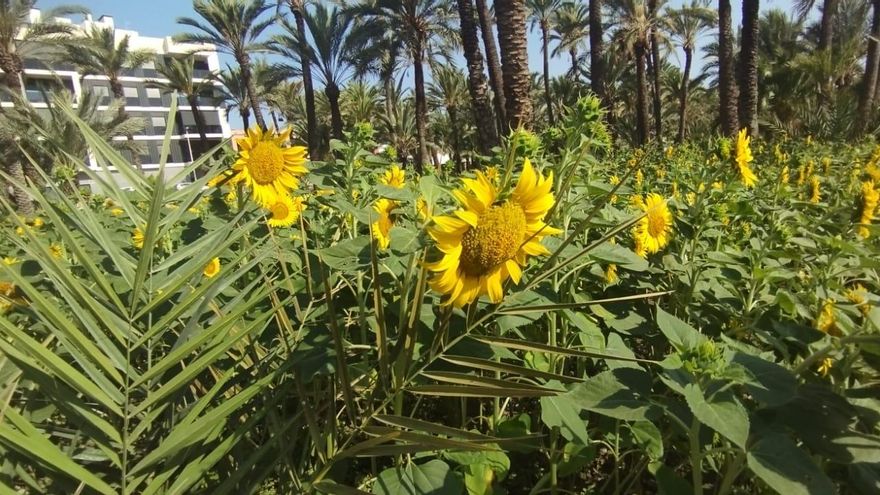 Elche proyecta plantar miles de girasoles en los huertos de palmeras