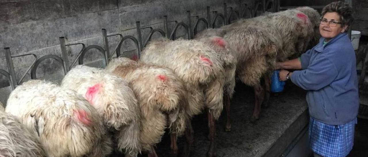 &quot;Hay que tener los animales sanos&quot;, dice la quesera ganadora en Cangas de Onís