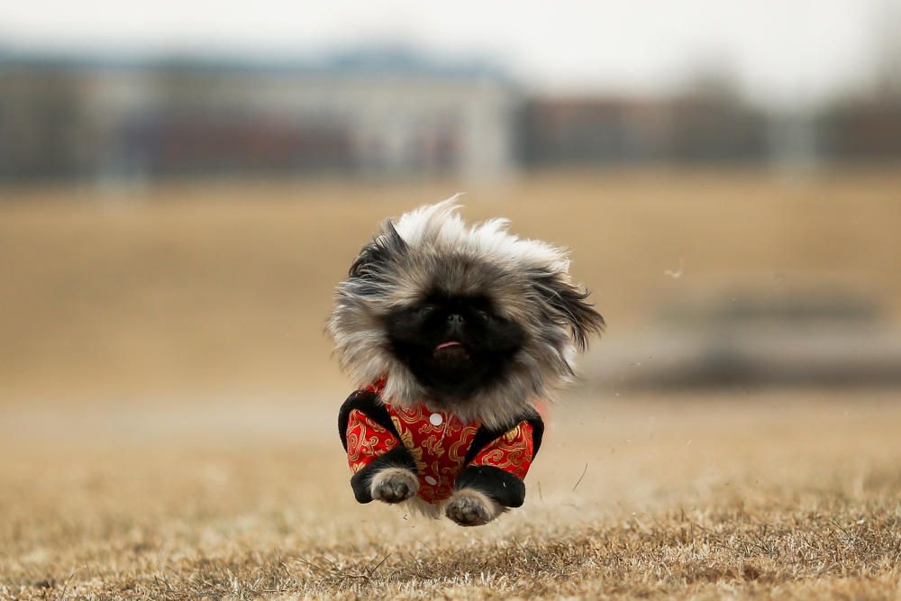 Qian Hao's imported Pekingese dog Mixiu runs in ...