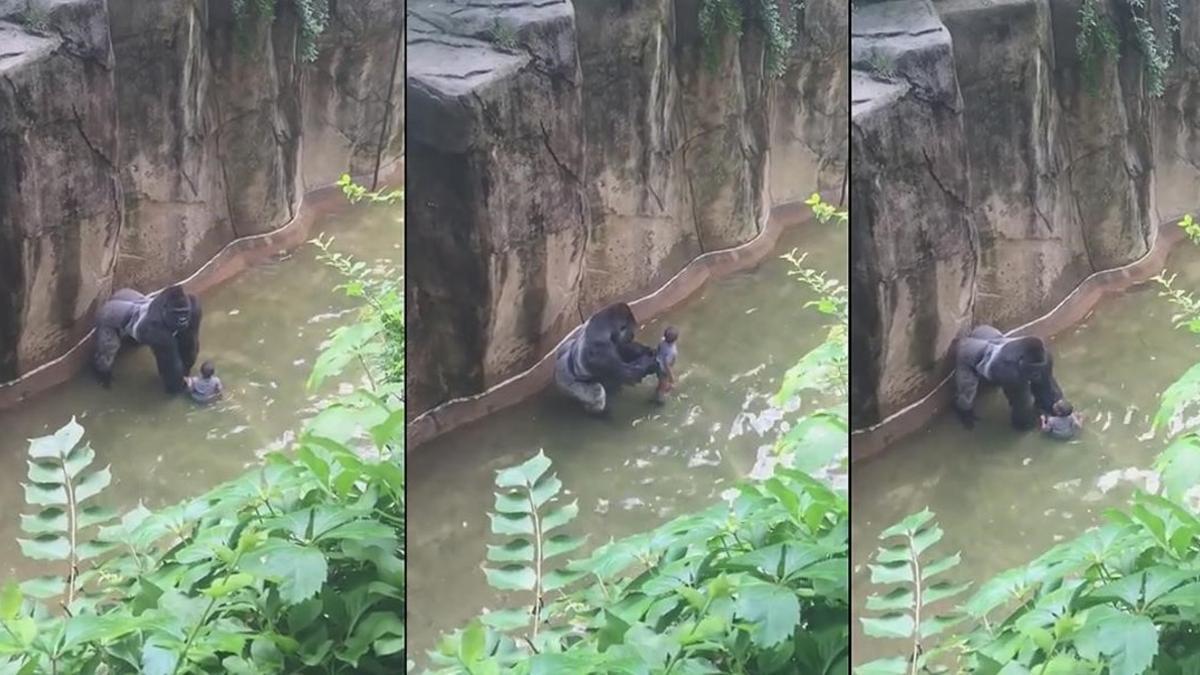 El gorila Harambe estuvo con el niño diez minutos antes de que los abatieran a tiros.