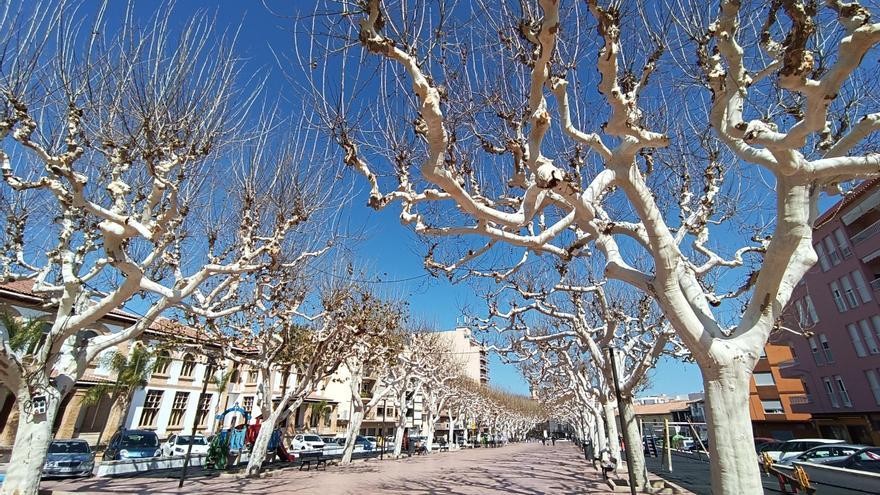 Arboledas sanas en Pego que serán refugios climáticos ante las elevadas temperaturas