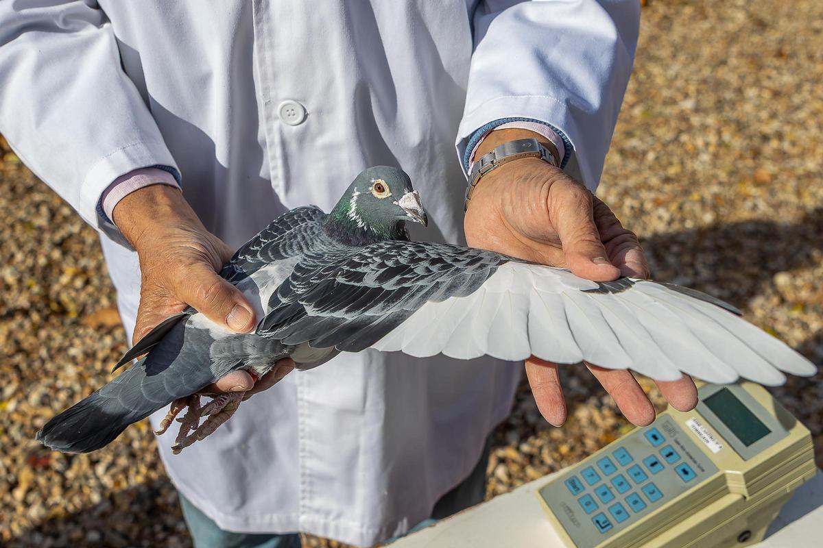 Fernando asegura que "los animalistas no tienen nada que reprocharnos, pues aquí las palomas están cuidadas".