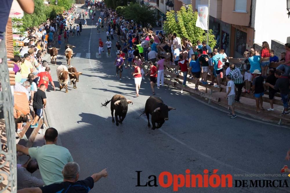 Suelta de toros en Moratalla