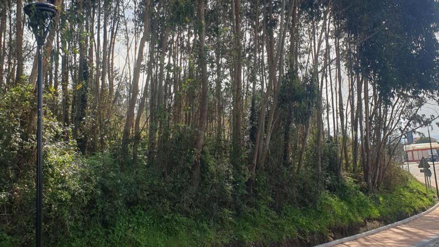 Las ramas de eucalipto tapan las luminarias en Bamio. | FDV