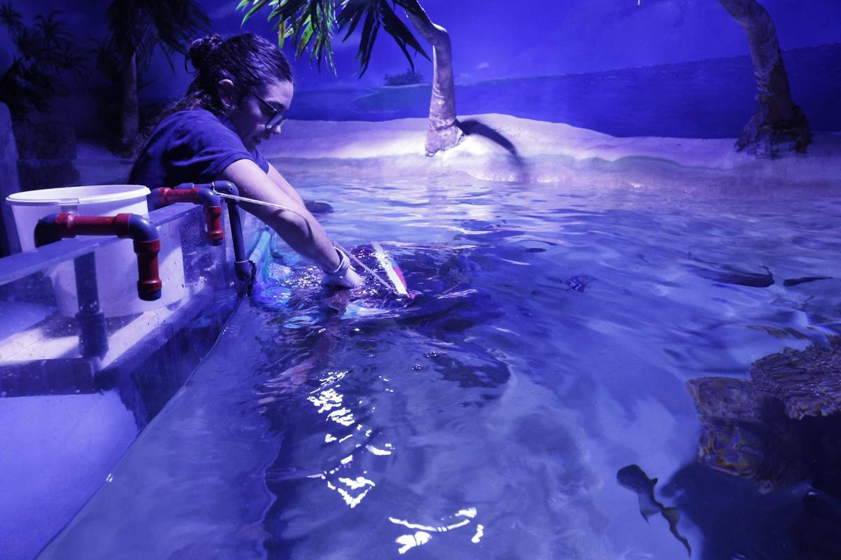 El trabajo de los profesionales del Acuario de Gijón, que alcanza sus 20 años de actividad, en imágenes.