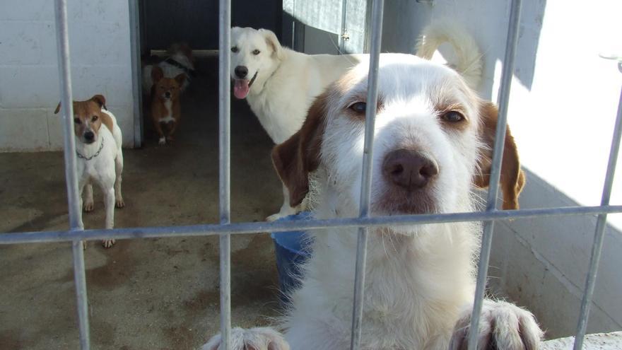 Un virus canino obliga a poner en cuarentena el refugio de Montilla