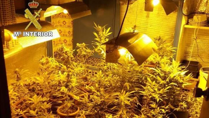 La Guardia Civil halla en una casa un cultivo con 101 plantas de marihuana