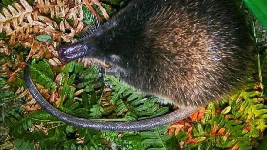 Claves para preservar la biodiversidad en España