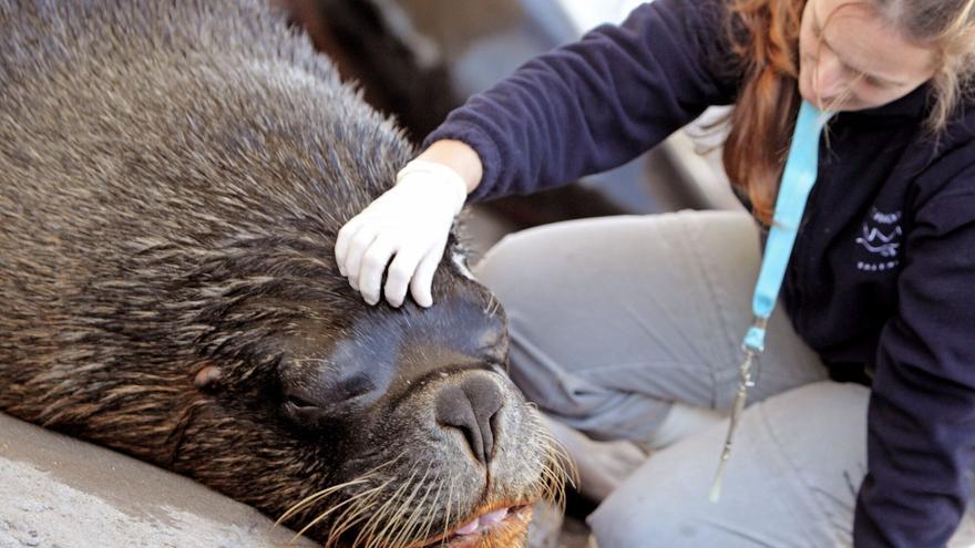 La gripe aviar reduce a la mitad la mayor población de elefantes marinos del mundo