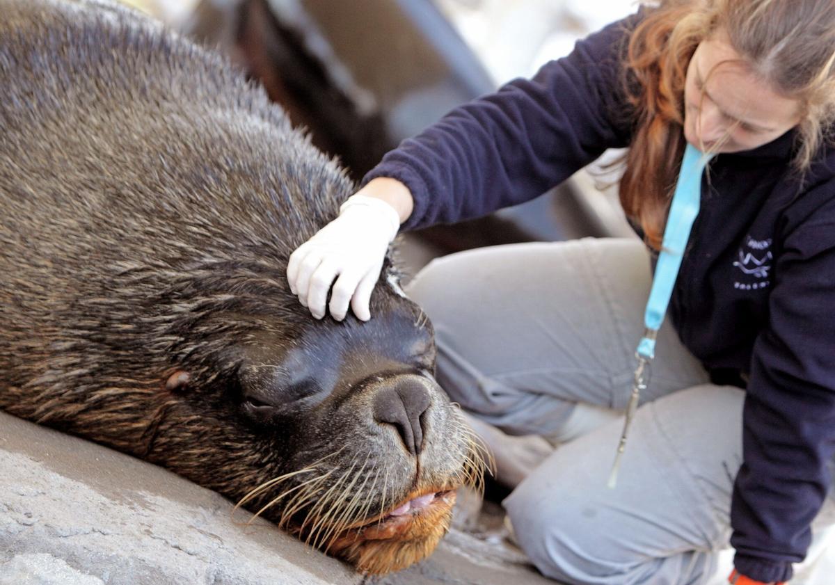 La gripe aviar reduce a la mitad la mayor población de elefantes marinos del mundo.