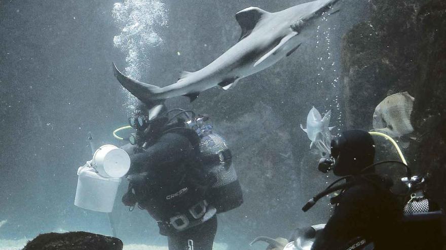 Dos buzos dan de comer a los tiburones del Acuario de Gijón.