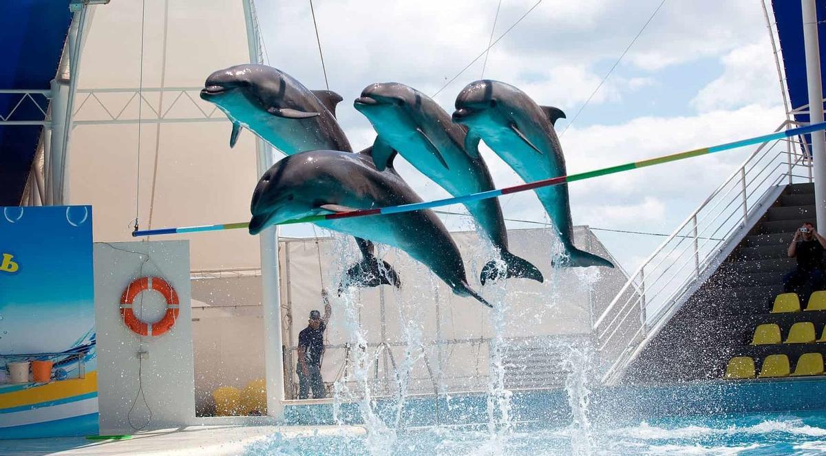 Caça, dofins i zoofília: les set rebaixes que han desinflat la llei d’animals