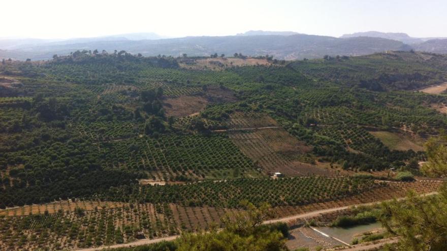 La UE mira con lupa los limones turcos por el uso de pesticidas